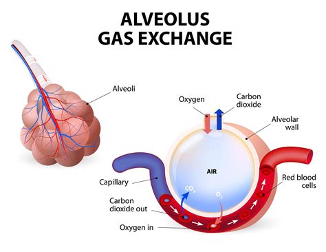 Openings That Allow For Gas Exchange