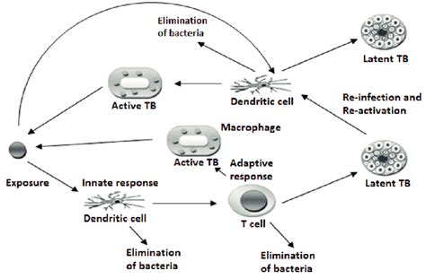 Order The Four Stages In The Course Of An Infection