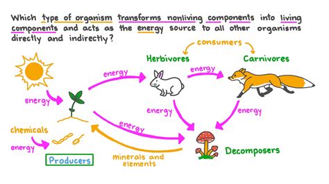 Organisms That Gain Energy From Chemical Compounds Are Called