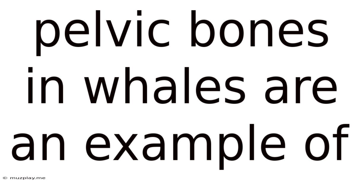 Pelvic Bones In Whales Are An Example Of