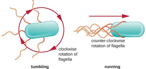 Peritrichous Bacteria Make A Run When