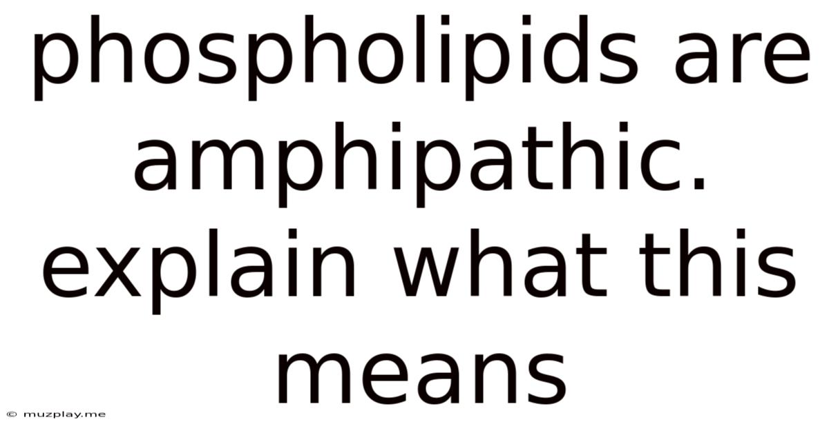 Phospholipids Are Amphipathic. Explain What This Means