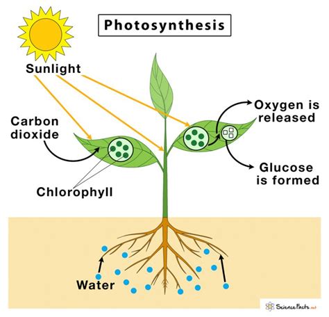 Plant Is Where Photosynthesis Takes Place.