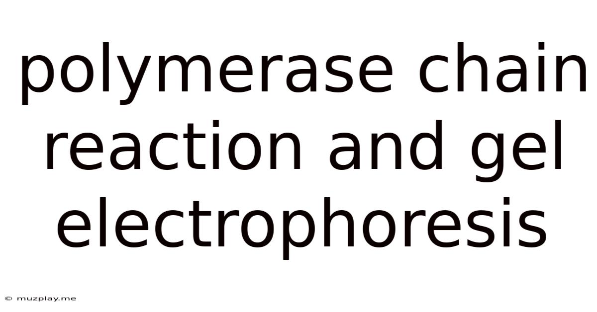 Polymerase Chain Reaction And Gel Electrophoresis