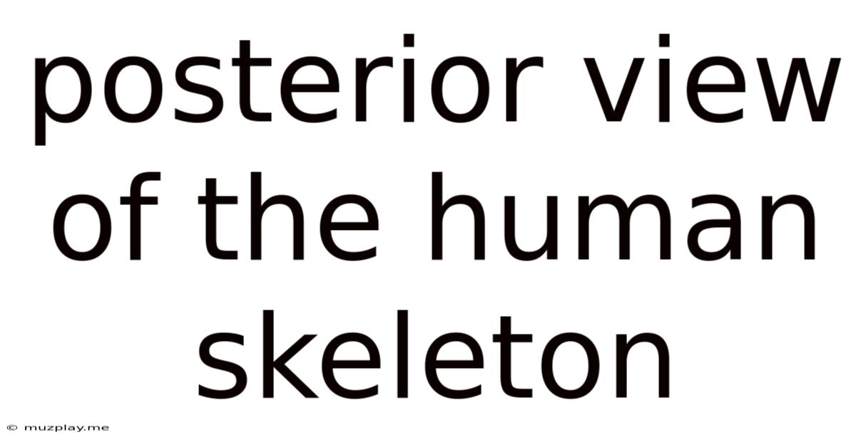 Posterior View Of The Human Skeleton