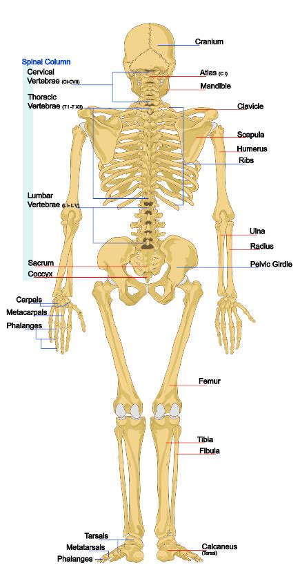 Posterior View Of The Skeletal System