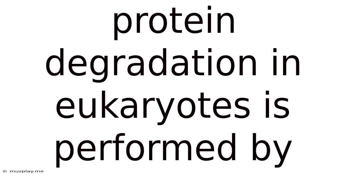 Protein Degradation In Eukaryotes Is Performed By
