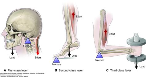 Provides Support And Levers On Which The Muscular System Acts