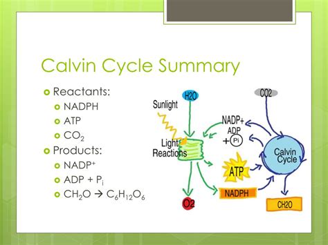 Reactants And Products Of The Calvin Cycle