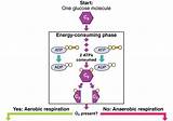 Recall That In Cellular Respiration The Processes Of Glycolysis