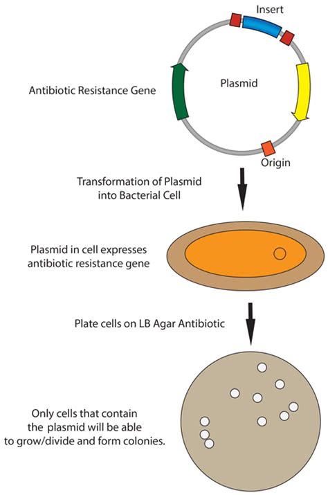 Recovery Time Sfter Heat Shock Bacterial Cell