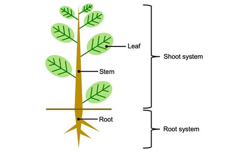 Root Stems And Leaves Maintain Homeostasis