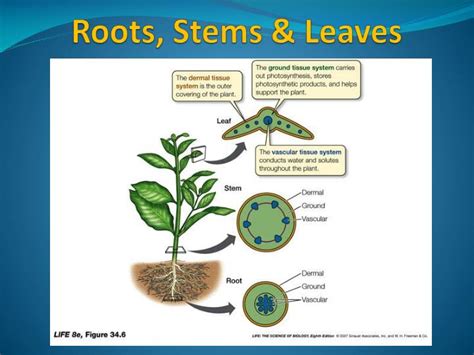 Root Stems And Leaves Maintian Homeostasis