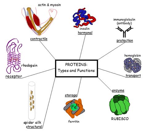 Select All That Are Functions Of Proteins