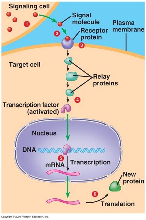 Signal Transduction Takes Place In The ___________________.