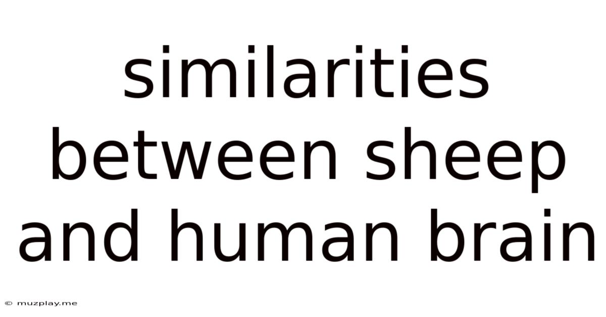 Similarities Between Sheep And Human Brain