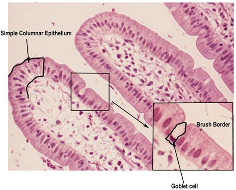 Simple Columnar Epithelium Under Microscope Labeled