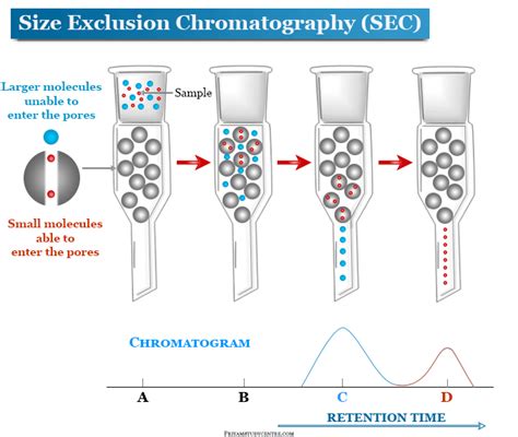 Size Exclusion Chromatography What Elutes First