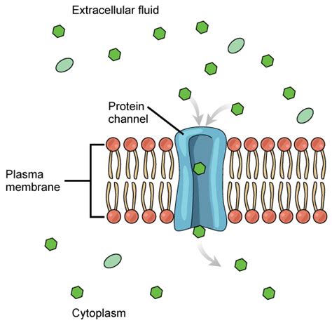 Special Channels That Enable Water To Cross The Plasma Membrane