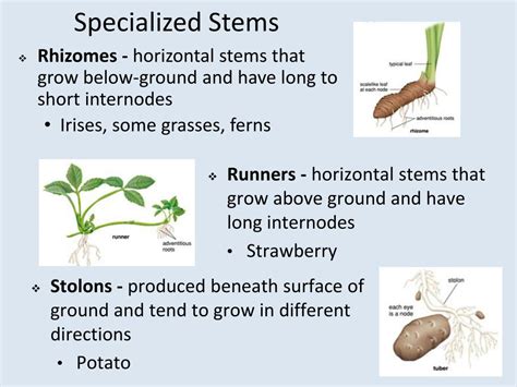 Specialized Horizontal Underground Stem Found In Ferns