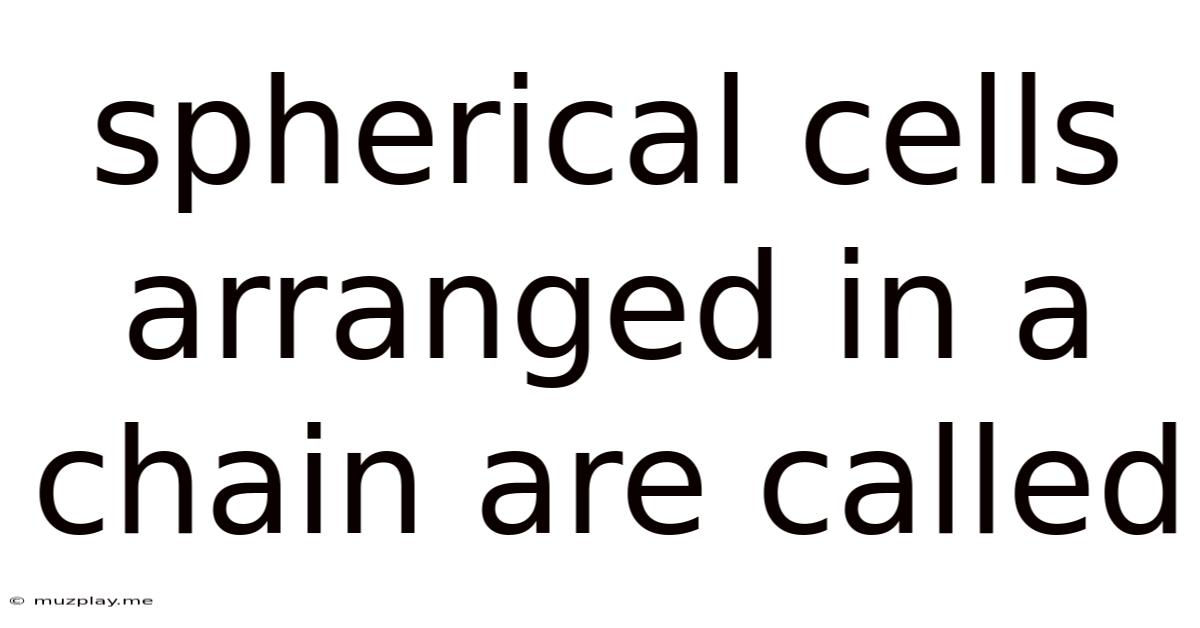 Spherical Cells Arranged In A Chain Are Called