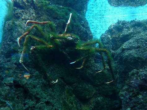 Spider Crab And Algae Symbiotic Relationship