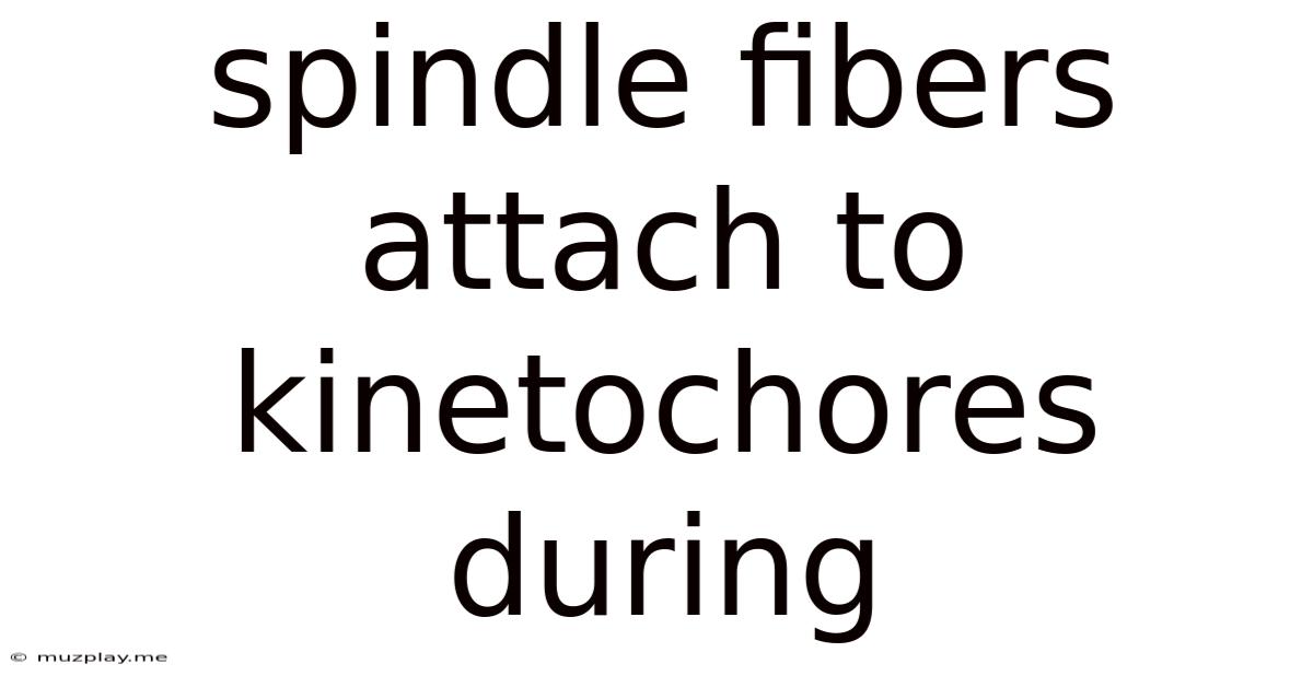 Spindle Fibers Attach To Kinetochores During