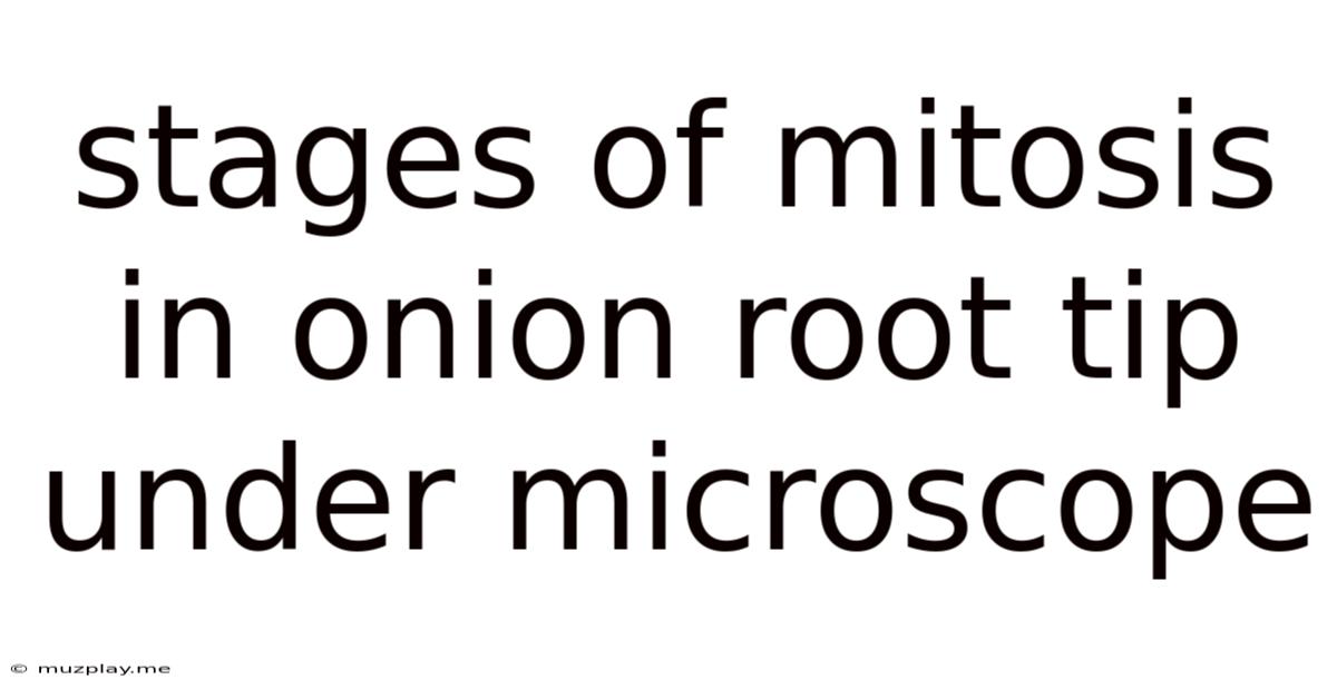 Stages Of Mitosis In Onion Root Tip Under Microscope