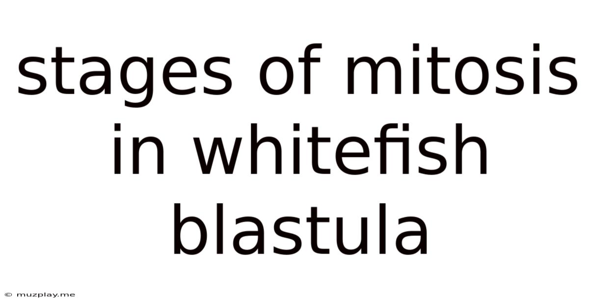 Stages Of Mitosis In Whitefish Blastula