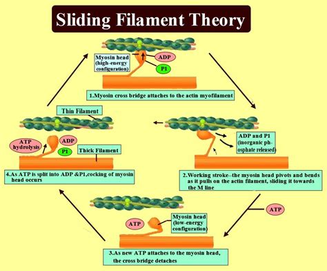 Steps Of The Sliding Filament Theory