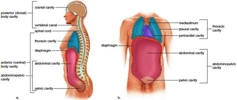 The Abdominopelvic And Thoracic Cavities Are Subdivisions Of The