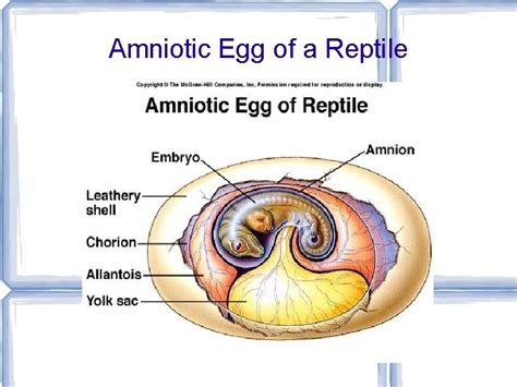 The Amniotic Egg Solved What Amphibian Problem