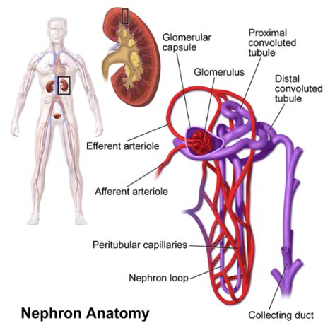 The Basic Functional Unit Of The Kidney Is The