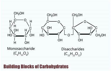 The Building Blocks Of Carbohydrates Are