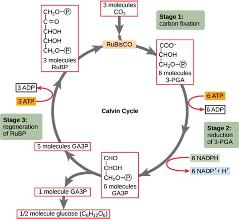 The Calvin Cycle Takes Place In The