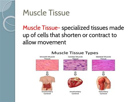 The Cells Of This Tissue Shorten To Exert Force