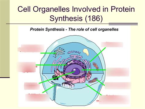 The Cellular Organelle Responsible For Protein Synthesis Is