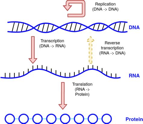 The Central Dogma Describes Information Flow In Cells As