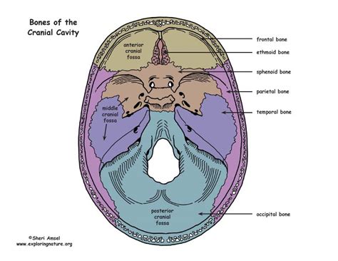 The Cranial Cavity Is A Subdivision Of The