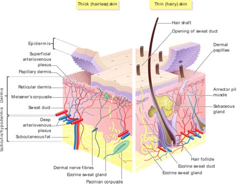 The Cutaneous Membrane Is Blank To The Muscles