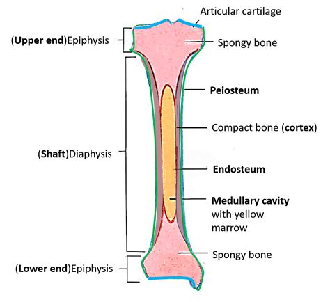 The Ends Of A Long Bone Are Called The