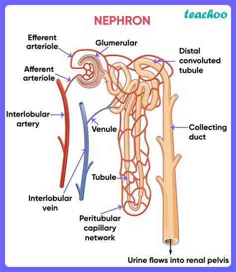 The Filtering Unit Of The Kidney Is The __.