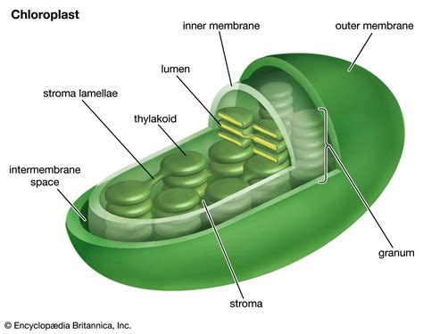 The Fluid-filled Area Within The Chloroplast Is Called The