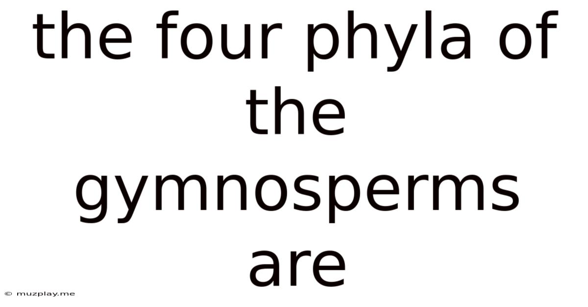 The Four Phyla Of The Gymnosperms Are