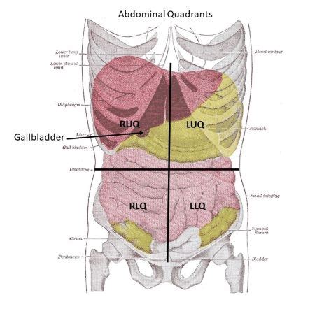 The Gallbladder Is Located In Which Abdominopelvic Quadrant