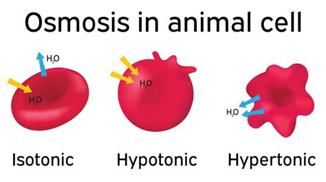 The Ideal Osmotic Environment For An Animal Cell Is