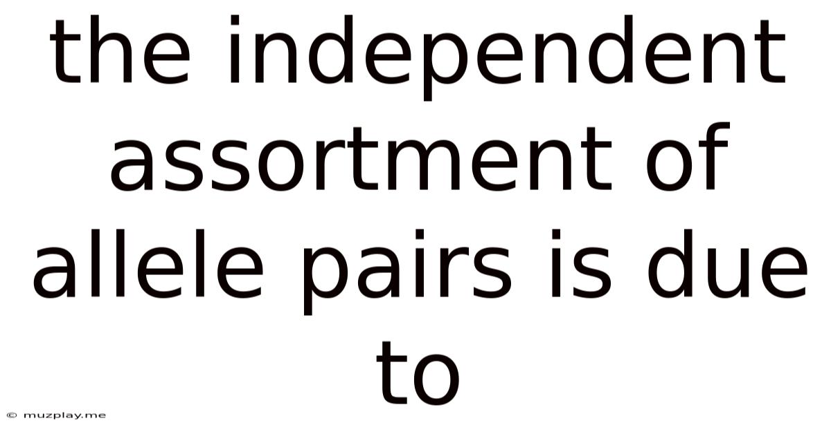 The Independent Assortment Of Allele Pairs Is Due To