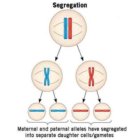 The Law Of Explains How Alleles Separate During Gamete Formation.