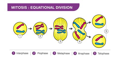 The Longest Phase Of Mitosis Is