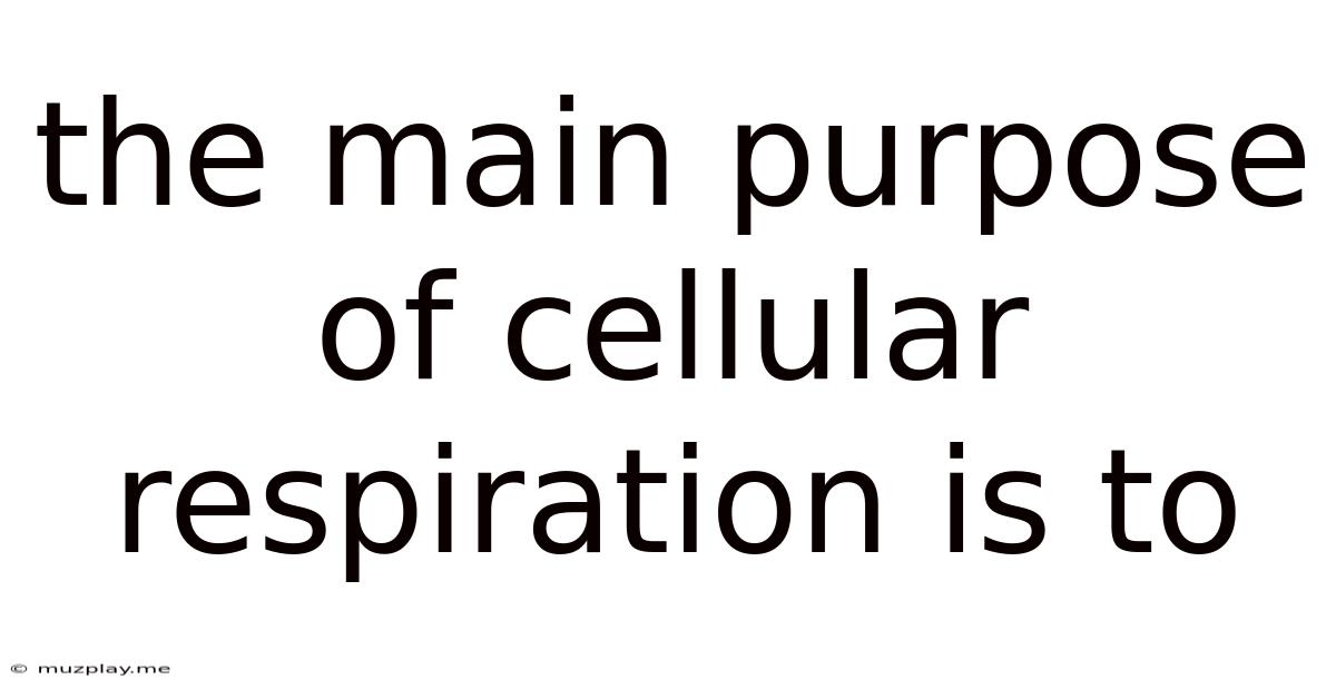 The Main Purpose Of Cellular Respiration Is To